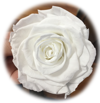 Freshly Preserved White Rose